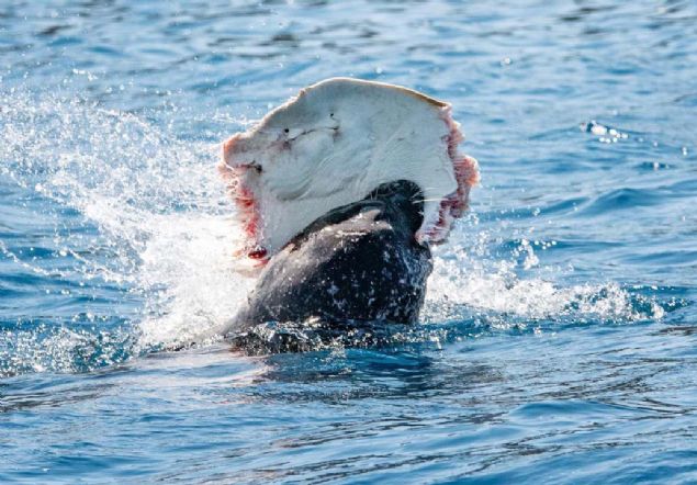 Akdeniz'de sadece T�rkiye ve Yunanistan k�y�lar�nda g�r�len Akdeniz foklar�n�n say�s�n�n 100 civar�nda oldu�u biliniyor.  