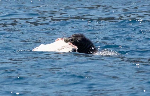 Vatoz bal���n� suyun �st�nde dal�p ��karak, ��rparak �ld�rd�. Bal��� afiyetle yedi. Ard�ndan kayboldu. Ancak tek ba��nayd�. M�thi� bir g�r�nt�yd�... 