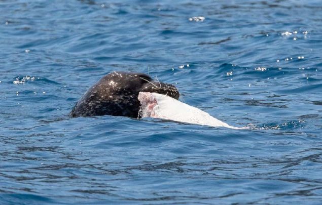 D�ndar, 'Bir anda sudan ses geldi. Sesin geldi�i tarafa bakt���m zaman, 1.70 ile 1.80 metre aras�nda 300 kilo civar�nda bir Akdeniz foku g�rd�m. A�z�nda kocaman vatoz bal��� vard�...  