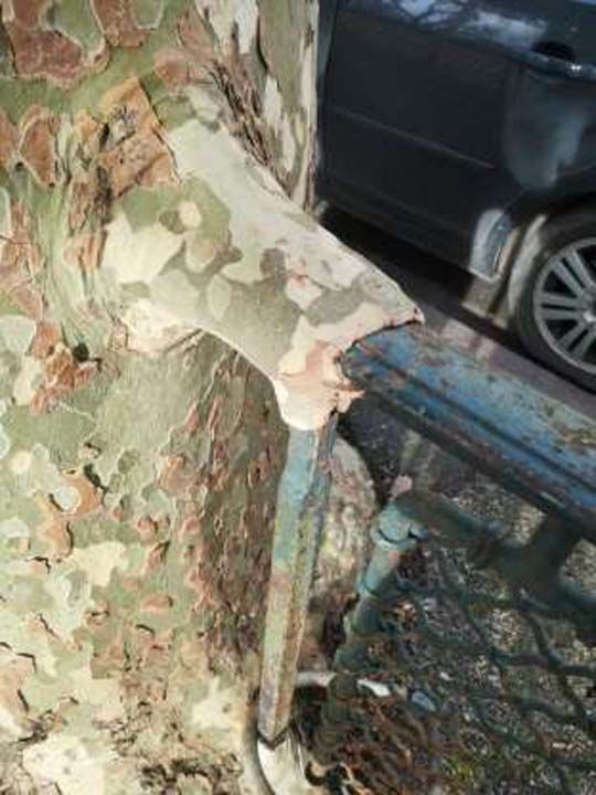 itleri yiyen bir aa.           