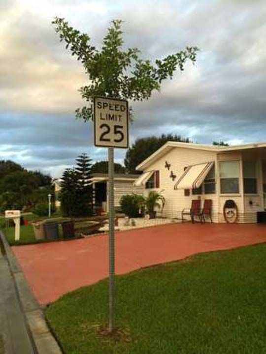 Hz limiti tabelasnn iinde byyen bir aa.           