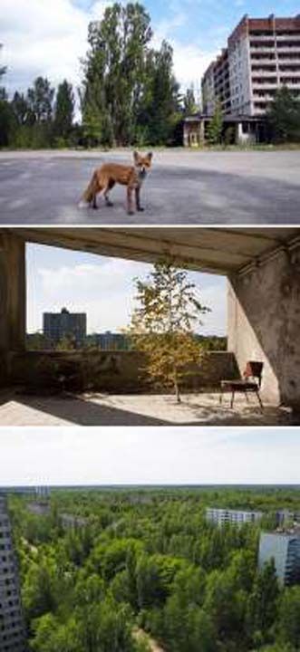 ernobil'in d ksmlarnda, radyasyona kar verdii sava kazanan doa.        