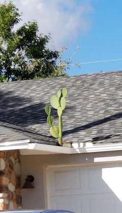 Yamur borularnda byyen bir kakts.           