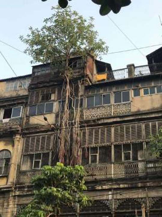 Downtown Kolkata'nn terk edilmi ksmnda yetien aa.          