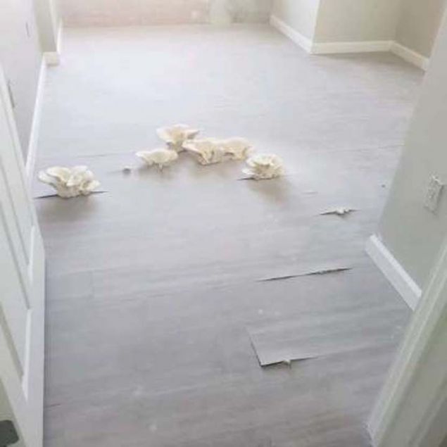 Parkelerin arasndan byyen mantarlar.           