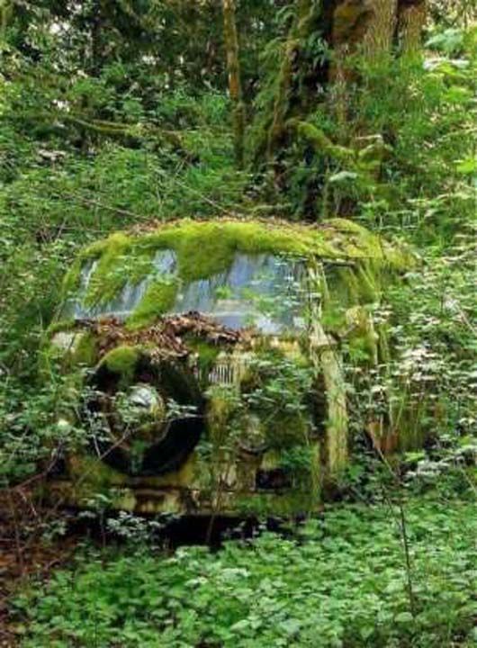 Yosunlar ile kaplanm bir araba.    