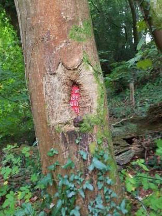 Metal bir tabelann zerinde byyen bir baka aa.       