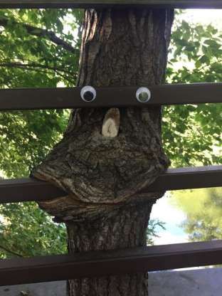 Kprnn demirlerini kemiren bu aaca, birileri tarafndan oynar gz taklm.        