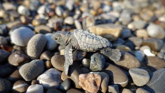 1000 YAVRUDAN SADECE KS YAIYOR  <br><br>  Caretta yuvalama alanlarndan her yl binlerce yavrunun denizle buluturulduu haberlerinin yanl anlalmalara yol atna dikkat eken Canpolat, 'Denize ulaan 1000 yavrudan 1 veya 2'si hayata kalabiliyor.   <br><br>  1000 yavrudan 2 ortalama alrsak, biz bu yl 1700'e yakn yuvadan 60-70 bin yavruyu denizle buluturabiliriz.   <br><br>  Ama bunlardan sadece 100-150'si ergenlie ulaabilir' dedi. 