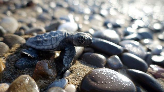 Akdeniz'in en byk caretta alannda bu yl ilk yuva 20 Mays'ta oluurken, ilk yavrular 18 Temmuz'da denizle bulutu. 