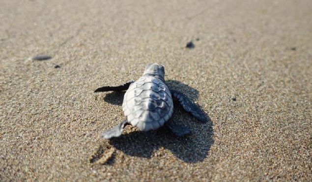 Akdeniz'in en byk caretta yuvalama alan olan 30 kilometrelik sahilde Ekolojik Aratrmalar Dernei'nce (EKAD), yuvalarn iaretlenmesi ve korunmas, yavrularn da gvenle denizle buluturulmas amacyla 20 yldr blgede gnlllk esasyla alma yaplyor.  