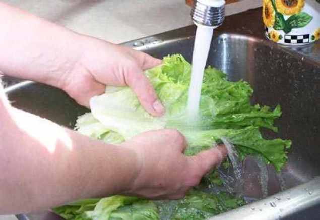 Bakteriler, marulun rk ksmlarna saklanarak ykandktan sonra dahi hayatta kalabilirler. 