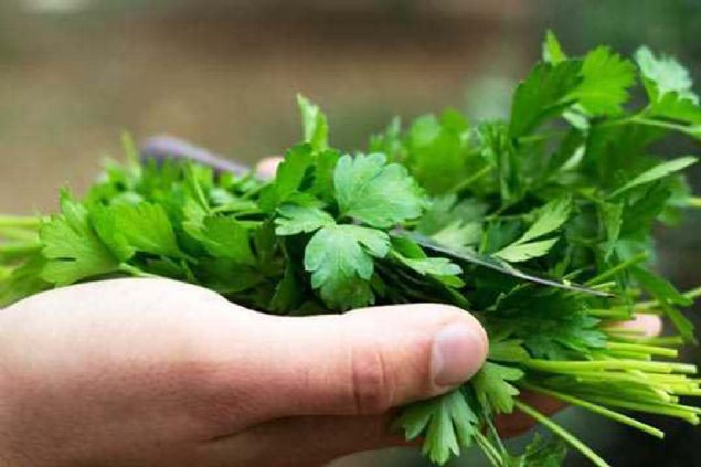 Taze otlar, iftlik hayvanlarndan ve topraktan bir takm naho eyler kapabilirler. 