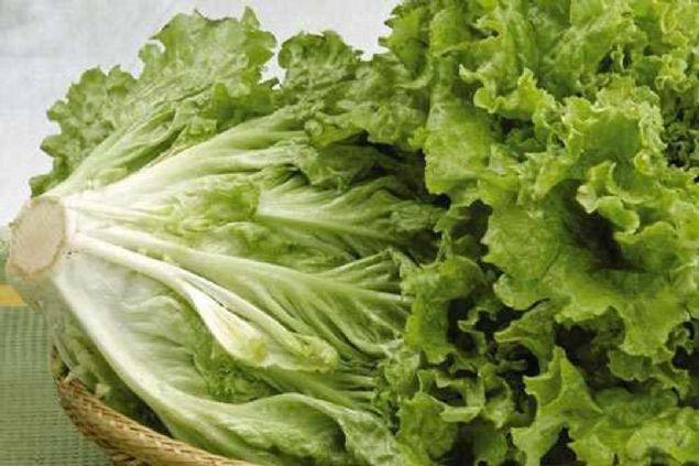 Yere yakn, kirin ve kumun yapraklar arasnda birikebilecei ekilde byyen marullar, manavlara gidene dek bir miktar bakteri kaparlar. 