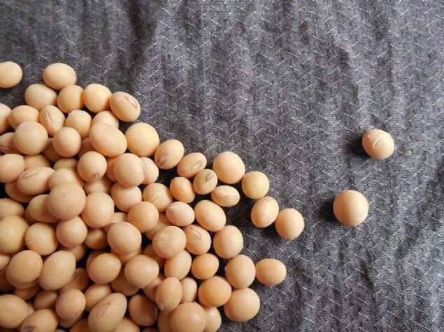 Bu nedenle bu g�dalar v�cudun iltihapl� rahats�zl�klara direncini art�r�rken h�cresel ya�lanmay� yava�lat�yor ve mikroplarla m�cadelesini destekliyor.       