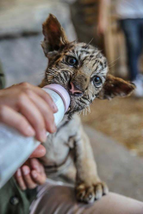 imdiye kadar 50 bin civarnda isim nerisinde bulunuldu. Kampanya 2 gn sonra sona erecek.  
