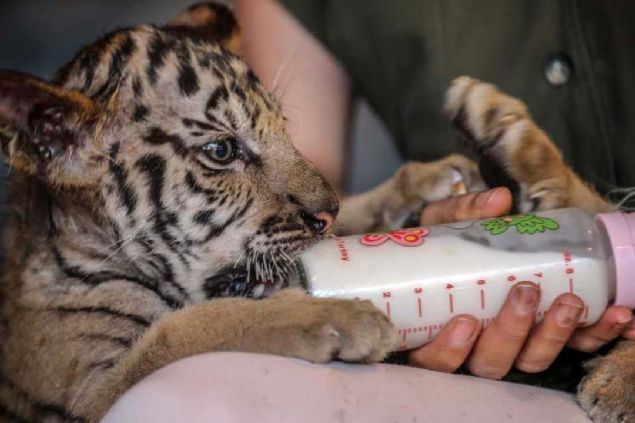 neriler arasndan 8 isim seilerek, anket oylamasna sunulacak. Bylece btn hayvanlarmzn isimleri konulmu olacak.' diye konutu. 