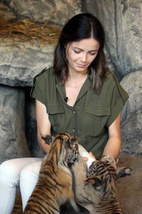 Yayla, 2 saat aralkla st iirilen 3 erkek Bengal yavrularnn yakn zamanda etle beslenmeye balayacan belirterek, 