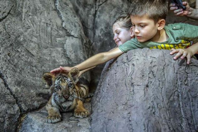 Yayla, Aslan Park'ta 2 Bengal kaplan, 2 Sibirya kaplan, 3 yavru Bengal kaplan olduunu belirterek, 'Son 50 ylda doal yaam nfusunun yzde 60'nn azald gz nnde bulundurulursa burada 3 Bengal kaplan yavrusu olmas nemli bir katk salyor.' dedi. 