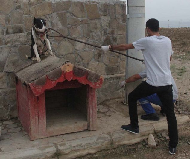 ATO PTBULLARLA VE GVENLK KAMERALARIYLA KORUNUYOR   <br><br>  2 ilde 15 adrese yaklak 200 polisle baskn balad. Uzun namlulu silahlarla operasyona giden polisin, bir adresi de ukurova ilesine bal Karahan Mahallesinde ikamet eden ebekenin liderliini yapan ahslardan biri olan A..'nin eviydi. 