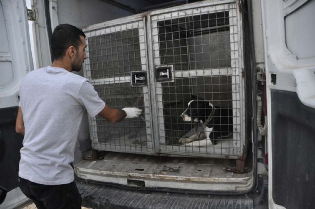 ebekenin lideri konumundaki ahsn pitbullarla korunan atosuna polis veteriner hekim yardmyla girdi.   