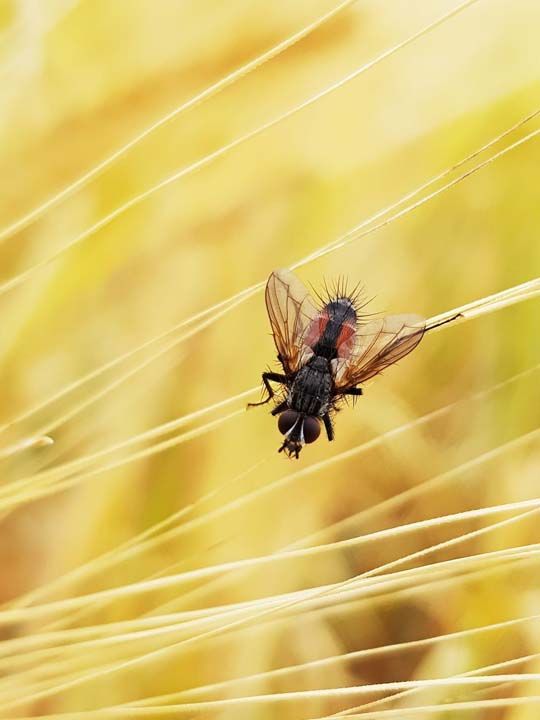 44. Small 2019 (Almanya) 