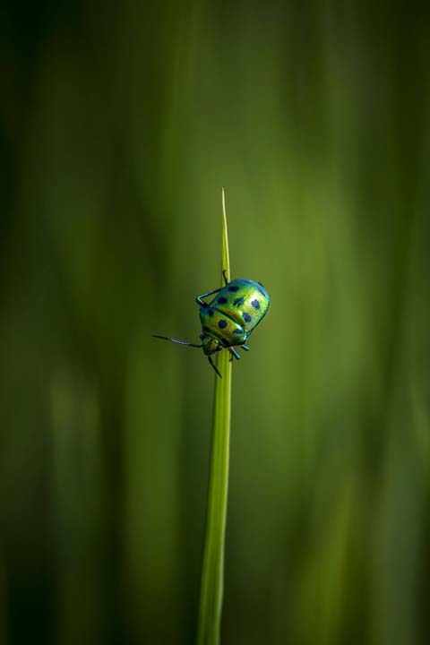 4. Yeil stne yeil (Hindistan)    