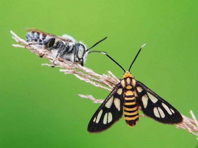 46. Ar ve kelebek (Endonezya) 