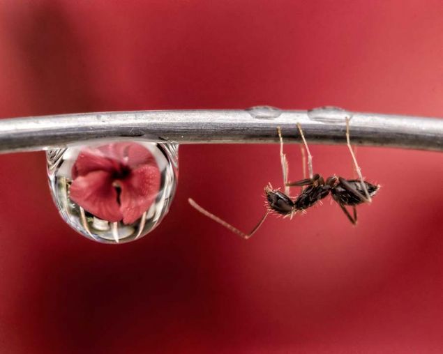 15. Kapana kslmak (Filipinler)   