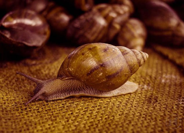 34. Mtevaz yaratk (Gana)  