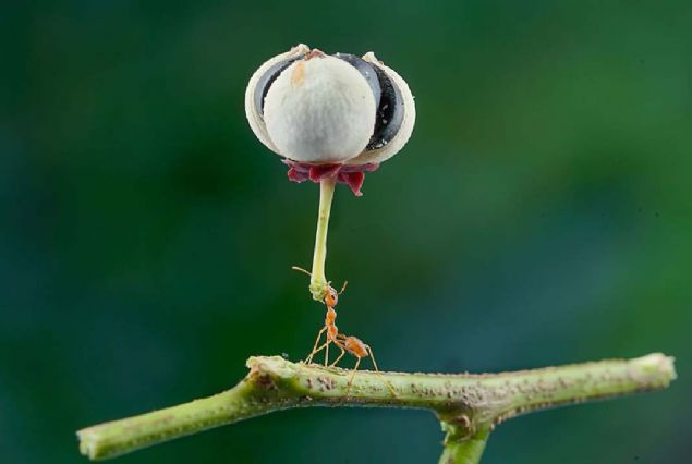 2. Ackmak (Endonezya)    