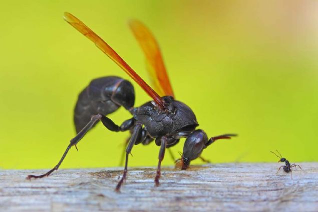 19. Davut ve Golyat (Filipinler)   