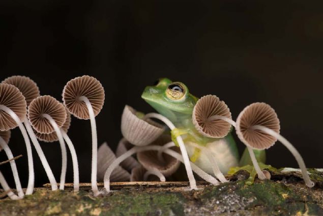 7. Rana De Cristal (Kolombiya)    