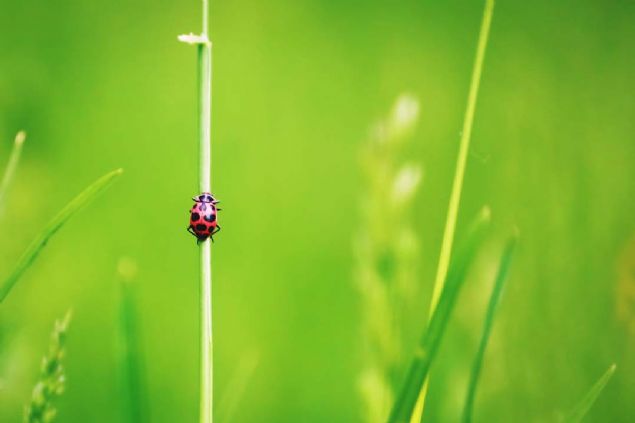 35. imlerde uur bcei (ABD) 