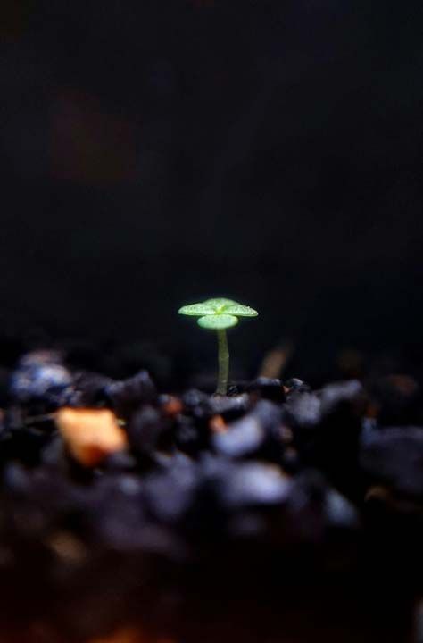 26. Kk yalnz tohum (Endonezya)  