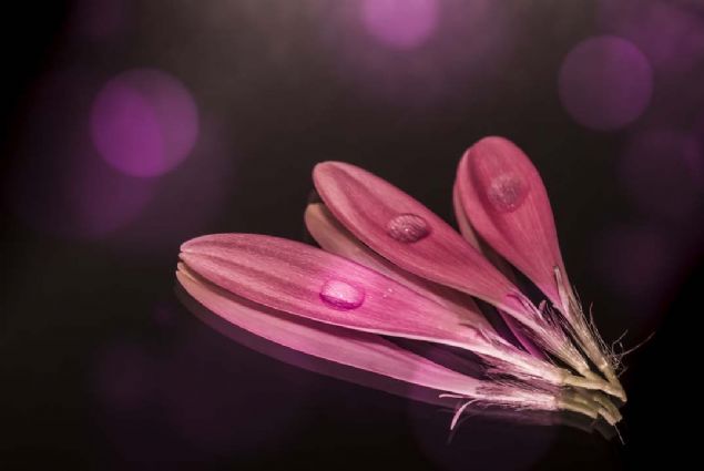 40. Damlalar ve iekler (Almanya) 