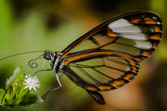 8. Transparan (Kolombiya)    