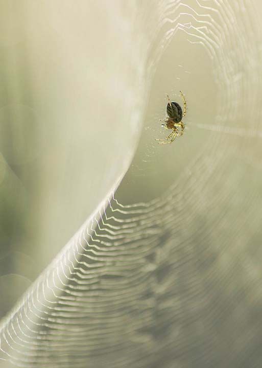 37. Senin iin bekliyor (Fransa) 