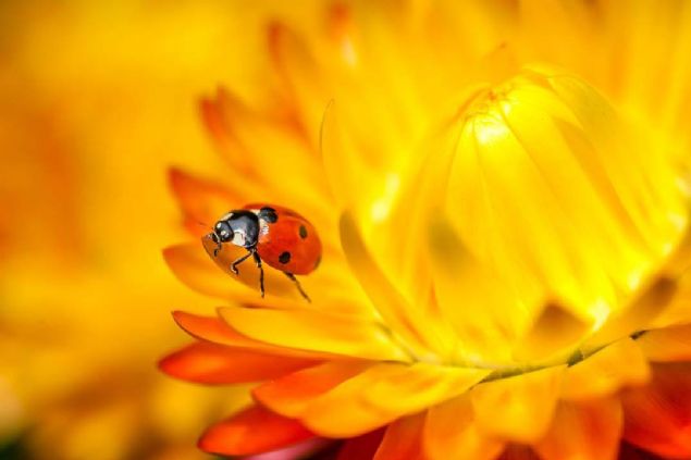 18. Narin (Hindistan)   