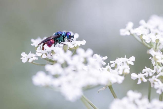 10. Chrysis Ignita (Almanya)    