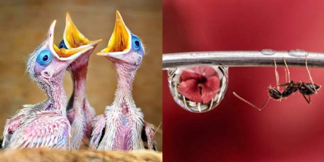 Her yl eitli kategorilerde fotoraf yarmalar dzenleyen ve binlerce bavuru alan Agora Images bu yl da iddial fotoraf yarmalar arasnda yerini ald.   <br><br>  'Bar', 'Hayvanlar', 'Aile' gibi kategorilerin yan sra phesiz ki en ok dikkat eken kategorilerden biri makro fotoraflarn yart #Small2019 oldu.  <br><br>  Yarmaya 9700 bavuru yapld ve bu bavurular arasndan yaracak adaylar seildi.   <br><br>  Yarmada finale kalanlarsa bizleri bylemeye yetti.   <br><br>  te detaylarn fotoraf zerindeki etkisini kantlayan #Small2019 finalistleri...    