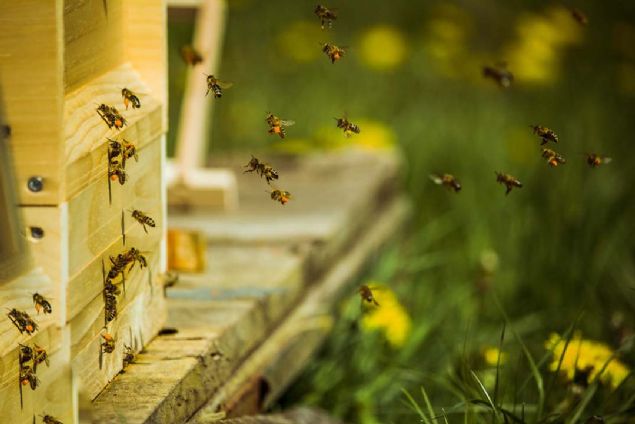 28. Eve gidi (Almanya)  