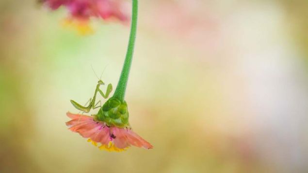 16. Peygamber devesi (Endonezya)   