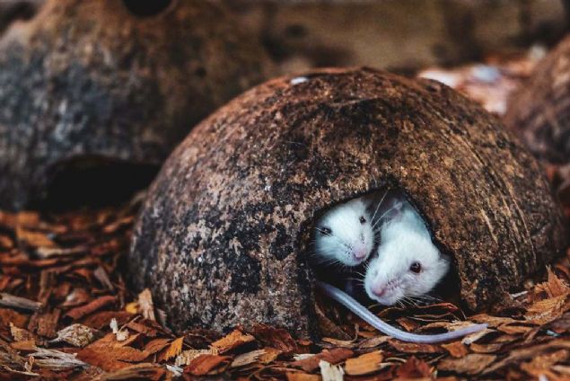 9. Oda arkadalar (Filipinler)    