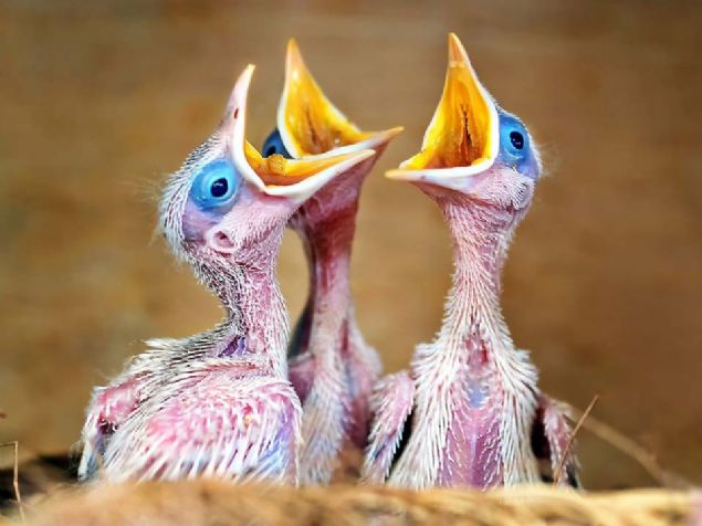 23. 3 a civciv (Endonezya)   