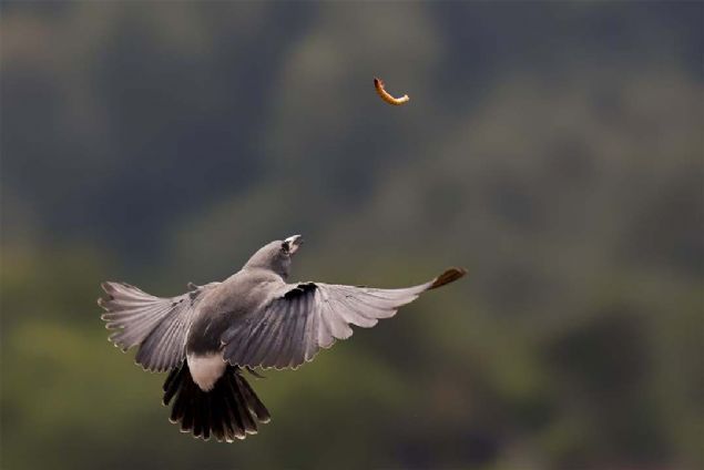 21. Yakala (Endonezya)   