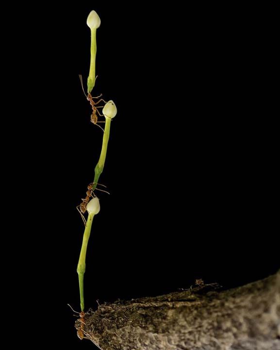 3. Tepeye ulamak iin takm almas (Endonezya)    