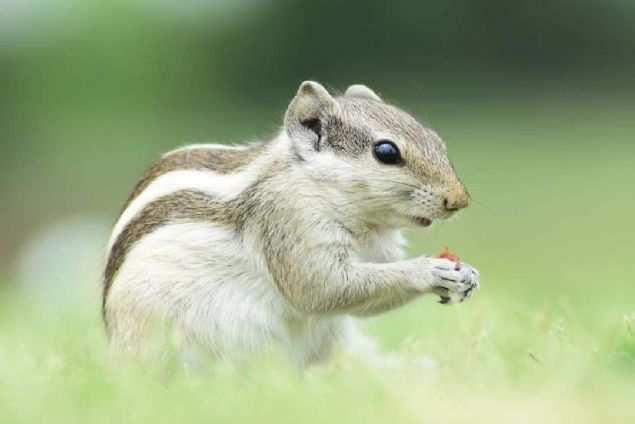 27. Bahar yaratklar (Pakistan)   