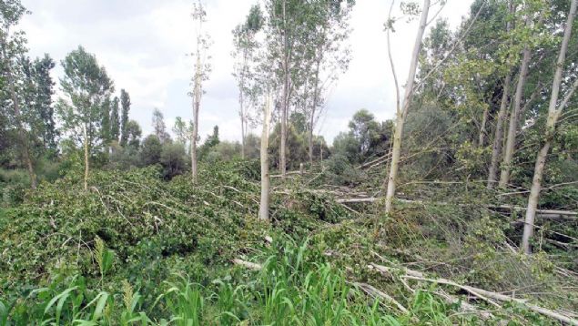 10 dakika etkili olan hortum, dev kavak aalarn kknden skt, ayiei ekili tarlalara zarar verdi.     