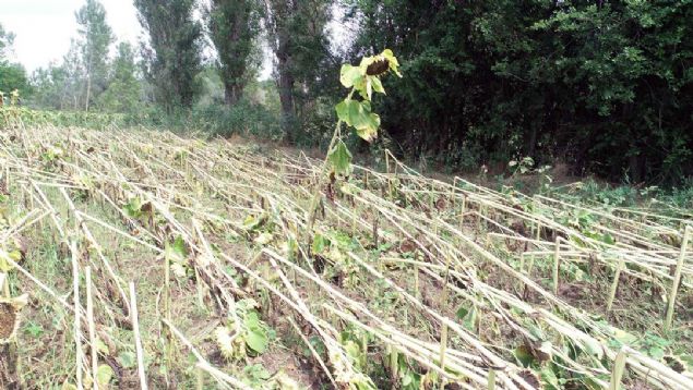 '200 DEKAR ALANDA ETKL OLDU'  <br><br>  Tozakl Ky eski muhtar Ali nan ise hortumun 200 dekarlk ekili alanda etkili olduunu ifade ederek,  <br><br>  'Felaket gk grltsyle balad. Ben nceki dnem muhtar olduum iin Hava Radar Gzlem stasyonu'ndan beni aradlar. 'Kyde anormal bir ey var m?' diye sordular. Ben de 'yerleim alanlarn da yok' dedim. Bu aramadan sonra, arkadalarla araziye ktmz da ayieklerin yattn, kavak aalarn ykldn grdk.  